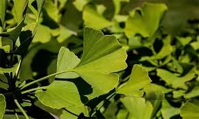 Ginkgo Biloba leaf extract, a natural ingredient in MindRemember for brain blood flow support