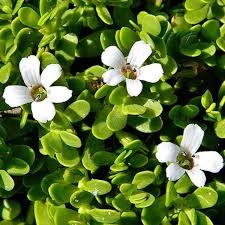 St. John's Wort flower extract, a natural ingredient in MindRemember for mood and focus support