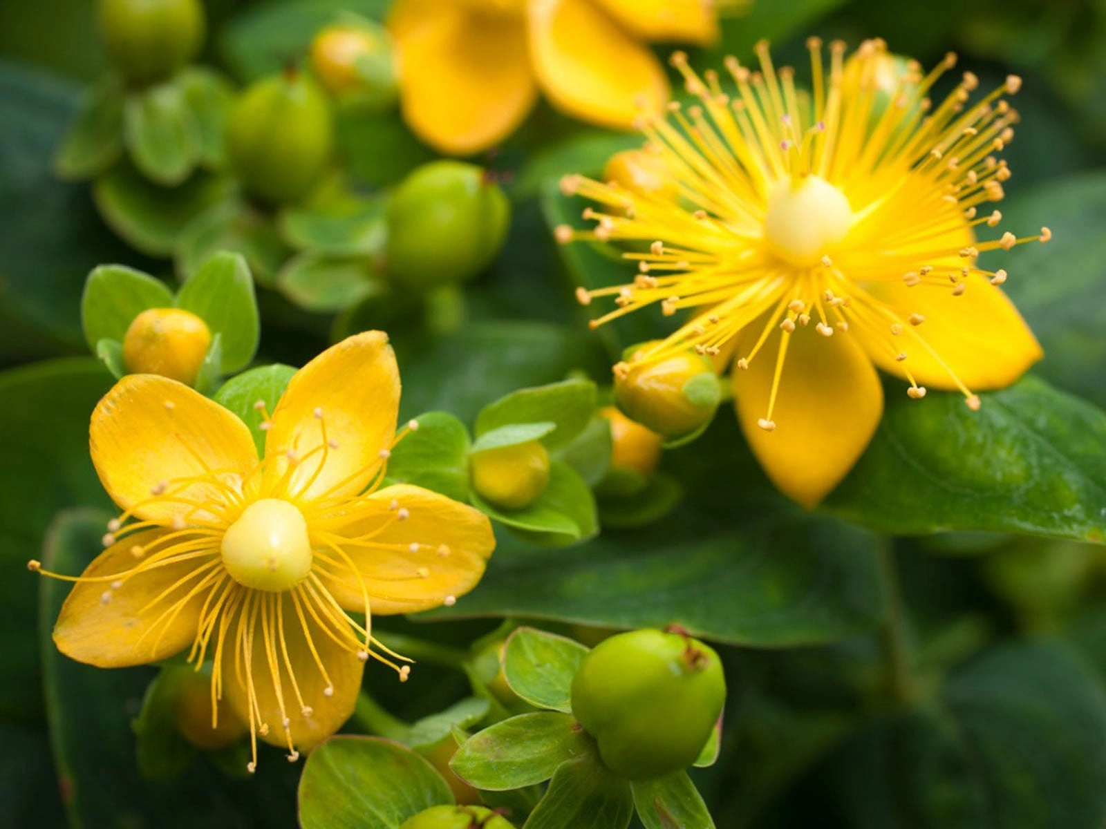 Bacopa Monnieri plant extract, an Ayurvedic ingredient in MindRemember for memory support